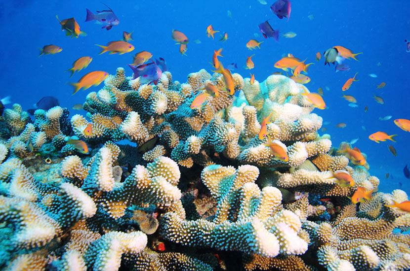 small fishes at coral reef Fiji