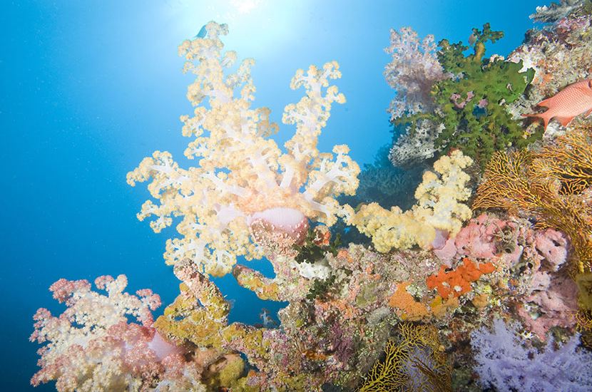 small fishes at coral reef Fiji