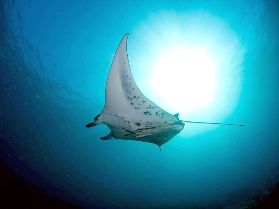 Manta ray photo from below underwater