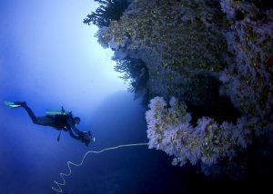 The Great White Wall in Taveuni, Fiji is one of the best diving spots in the world.