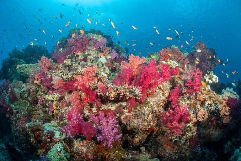 Rainbow Reef 1 | Paradise in Fiji