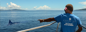 Whale watching in Paradise Taveuni Resort is an exciting activity for tourists