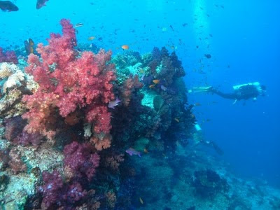 Dive site in Fiji, perfect for scuba divers.