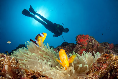 Unique scuba diving experience in Rainbow Reef Fiji