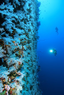 Fiji holiday packages include a tour to the White Wall dive site in Taveuni