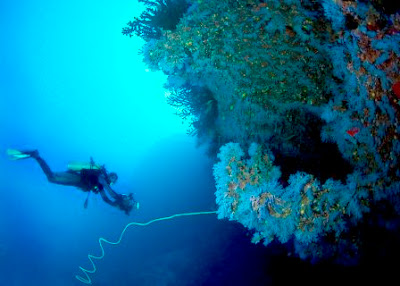 World-class White Wall dive site in Taveuni's Rainbow Reef, Fiji