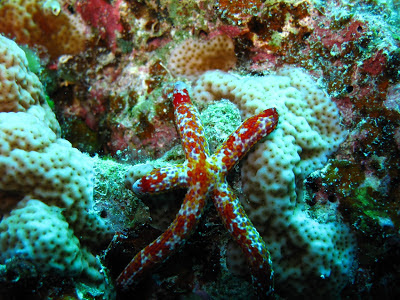 Beautiful Colourful Starfish