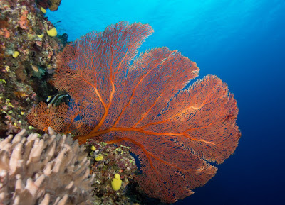 Dive The Pristine Vuna Reef!