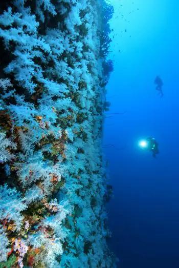 Diver near a Fijian coral reef