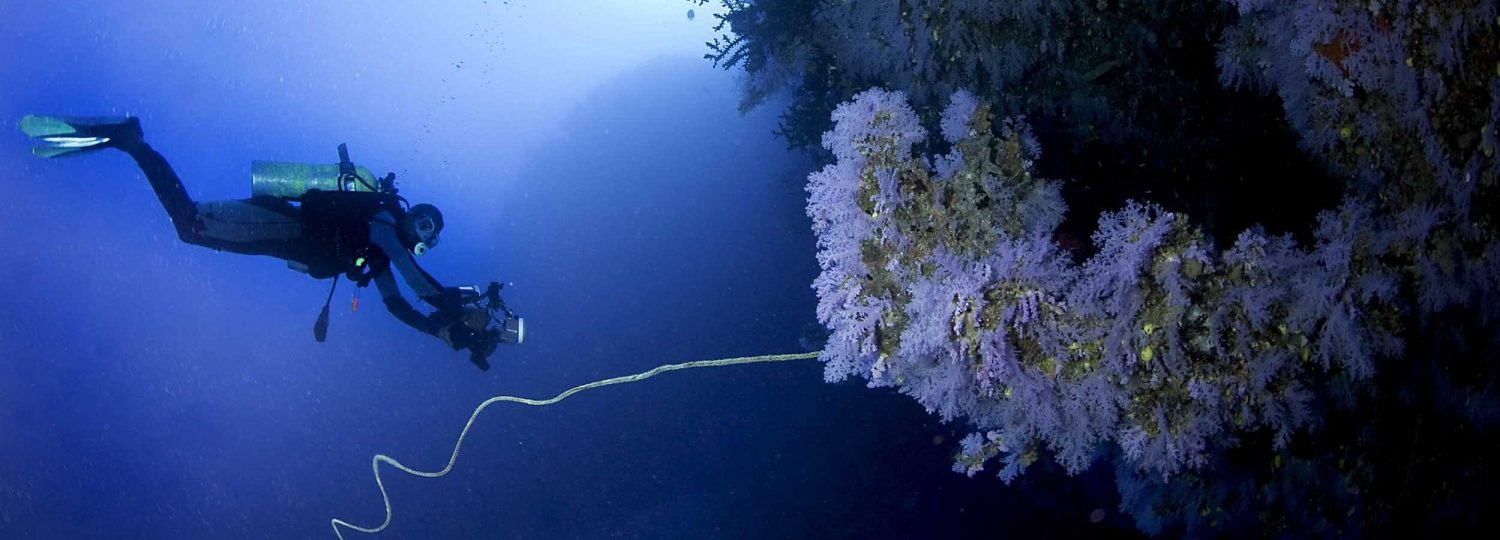 Diver near coral reef