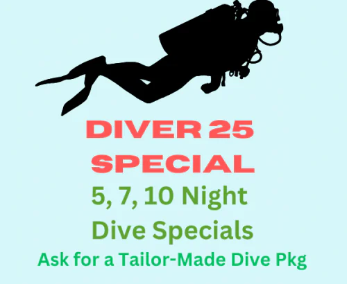Diver 2025 Special