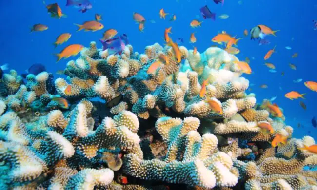 DIVE HARD CORAL REEFS ON VUNA REEF