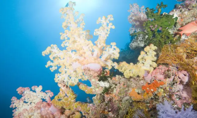 DIVE THE LEGENDARY RAINBOW REEF